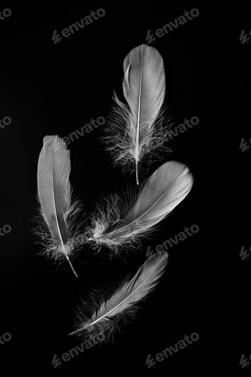 Preview: Black and white fine art photos of feathers on black background with grain.