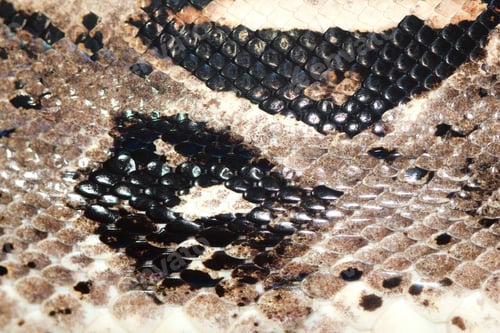 Preview: Snake Skin