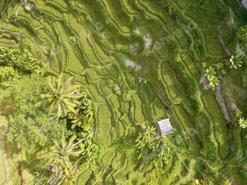 Preview: Aerial View of Lush Green Rice Terraces Spreading Across Rural Countryside