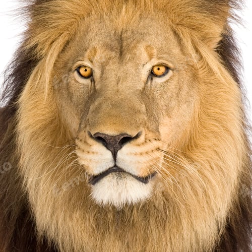 Preview: Close-up on a Lion's head (8 years) - Panthera leo