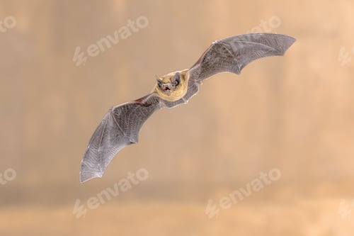 Preview: Flying Pipistrelle Bat in darkness