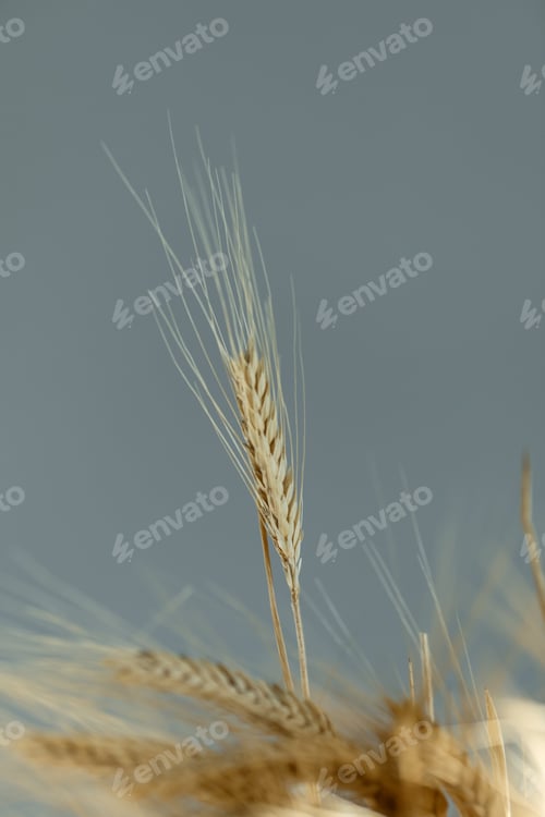 Preview: wheat ears filled with grain, cereals on a gray background, the concept of harvesting