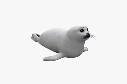 Preview: Recumbent seal pup