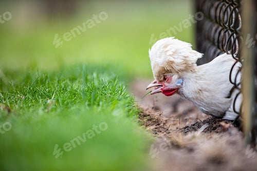 Preview: Sultan chicken eating grass behind the fence