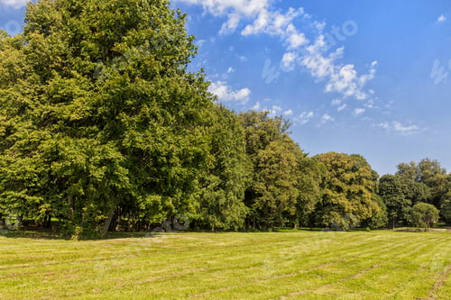 Preview: old park with green lawns and big trees.