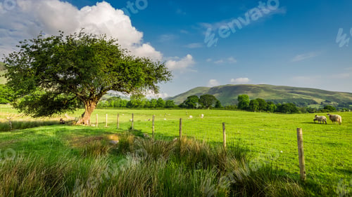 Preview: Green field and old fence, District Lake, England