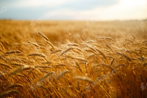 Preview: Amazing agriculture sunset landscape.Growth nature harvest. Wheat field natural product.