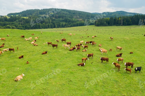 Preview: Top view of cows cattle grazing grass in a green meadow in mountains