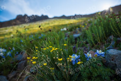Preview: wild flowers in the summer morning mountains