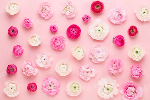 Preview: Beautiful colored ranunculus flowers on a pink background.