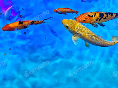 Preview: Natural background Made by blue water and koi fishes