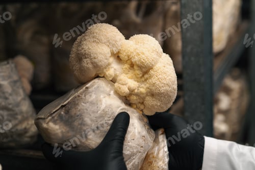 Preview: Close-up of a hand in a black glove of a mycologist from mushroom farm touching lion's mane mushroom
