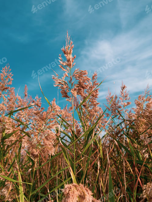 Preview: Fluffy golden reeds on turquoise blue sky background. Trendy natural red pampas grass background