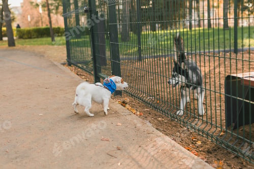 Preview: Dog jack russell terrier and husky funny playing together outdoors in dogs playground at sunny
