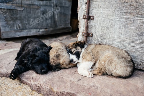 Preview: Three Puppies Sleeping Near A Wooden Door