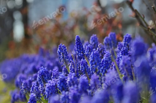 Preview: Spring flowers
