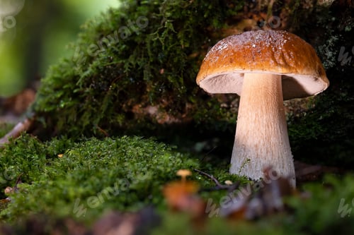 Preview: Perfect porcini mushroom (boletus edulis) in front of a beech tree