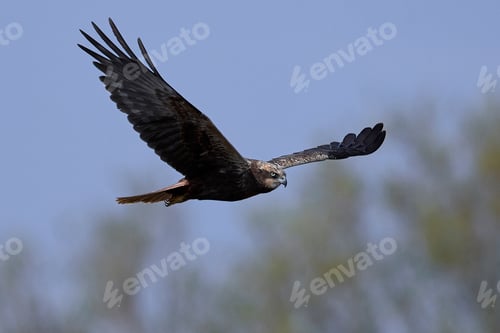 Preview: Western marsh harrier (Circus aeruginosus)