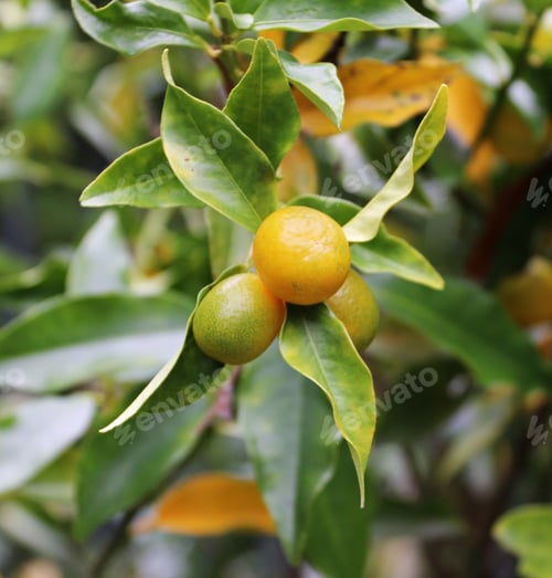 Preview: The round kumquat, Marumi kumquat or Morgani kumquat, Citrus japonica or Fortunella japonica