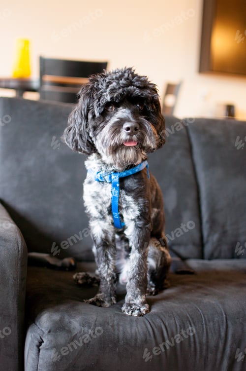 Preview: Pup on couch