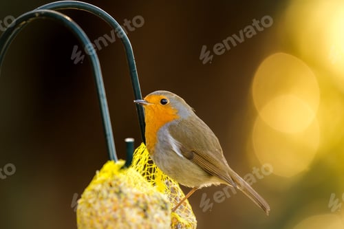Preview: Robin perched atop a seed-filled outdoor bird feeder, illuminated by the golden rays of the sun