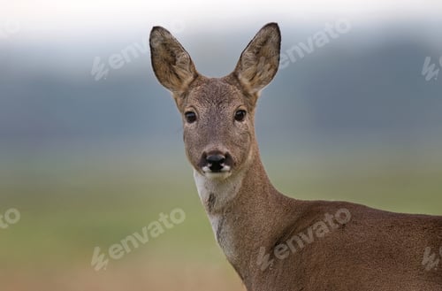Preview: Roe deer