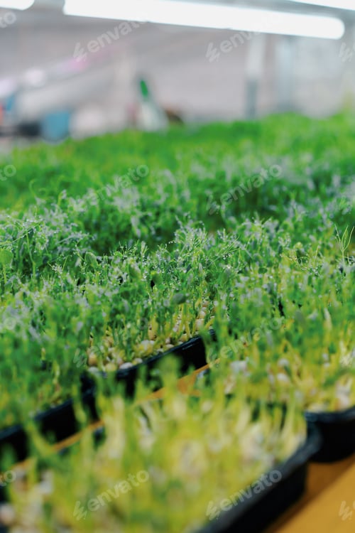 Preview: juicy young green sprouts with water drops The process of watering seedlings farm microgreens