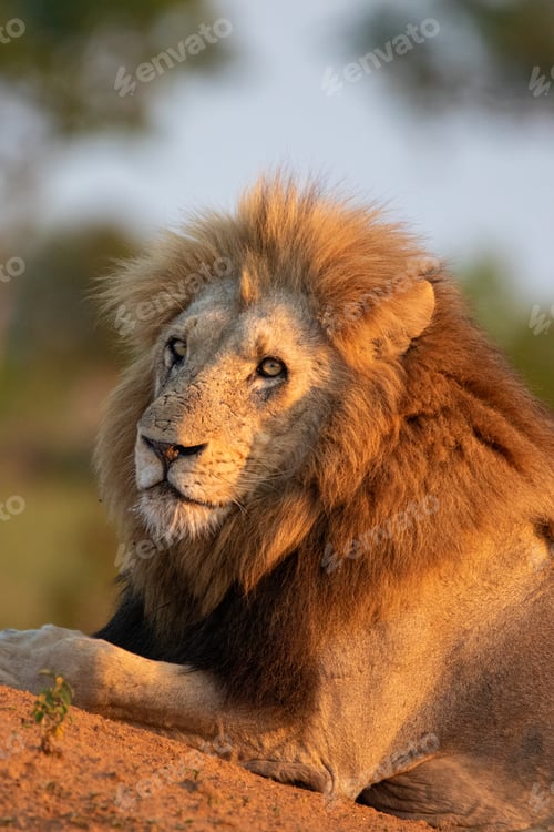 Preview: Male lion, Panthera leo, close-up portrait of face.