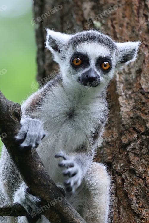 Preview: close up portrait of a young ring-tailed lemur sitting on tree