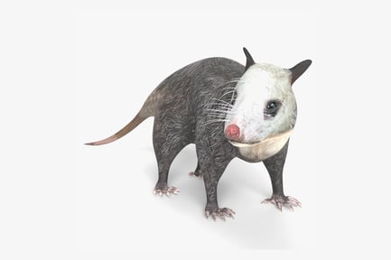 Preview: Realistic Animated Opossum with Fur Details