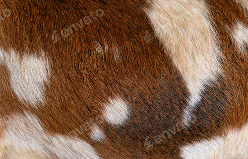 Preview: Detail, macro, of a Anglo-Nubian goat fur