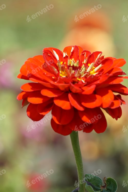 Preview: Closeup of beautiful red zinnia flower on blurred background of a garden