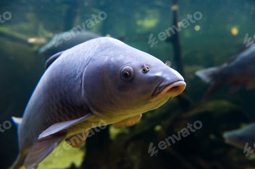 Preview: Freshwater fish carp (Cyprinus carpio) in the pond