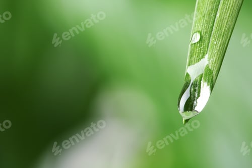 Preview: Water drops on green leaf against blurred background