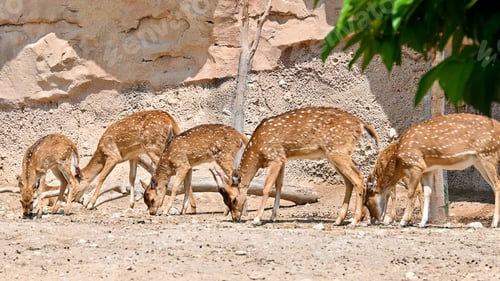 Preview: Group of spotted deers in zoo