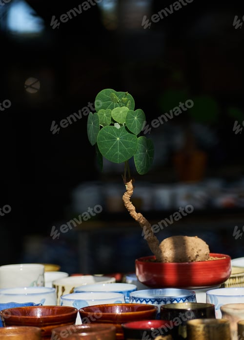 Preview: Little potted plant decorates on the Shelf