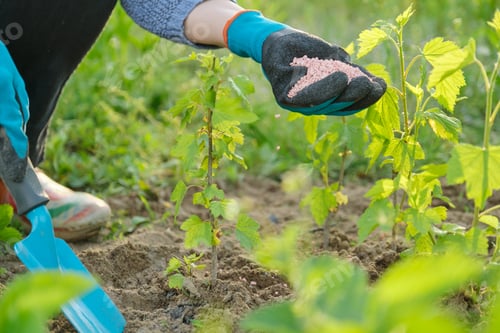 Preview: Granules fertilizer in hands of woman gardener