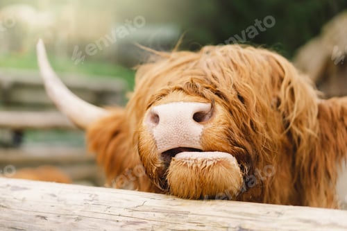 Preview: Beautiful Highland cattle on the farm.