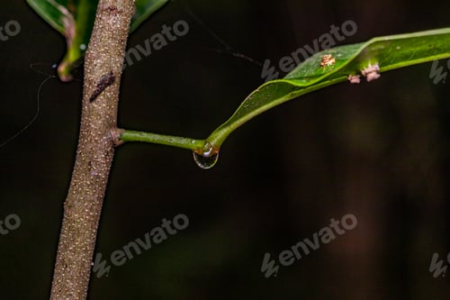 Preview: Kenya Small Insects Macro Animals Fauna Plants Flowers Vegatations Field