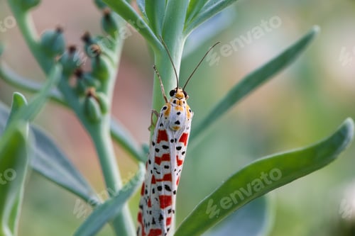 Preview: Selective focus shot of a white spotted crotalaria moth on a plant