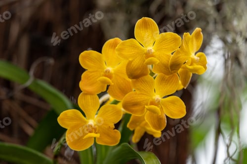 Preview: Blooming Yellow Orchids in a Natural Outdoor Setting