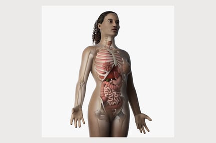 Preview: Female Anatomy: Skin, Skeleton, and Internal Organs