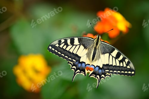 Preview: Close up of swallawtail butterfly perched on flowers and sucking nectar