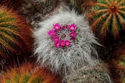Preview: Closeup of a Mammillaria hahniana, the old lady cactus in a desert garden