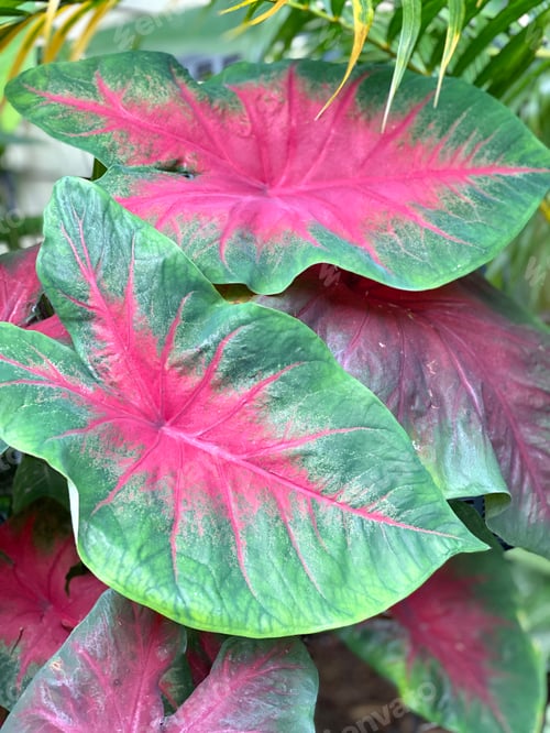 Preview: Multiple Jesus heart plants in the garden