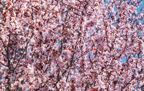 Aperçu: Sakura beautiful pink flower and blue sky