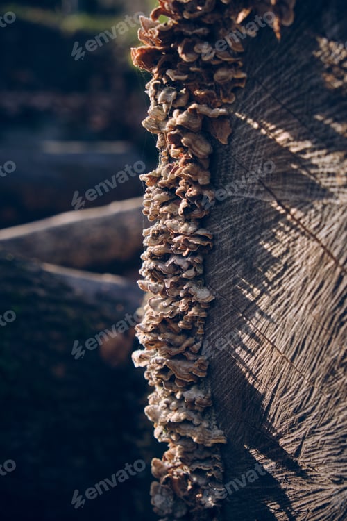 Preview: Row of mushrooms on tree