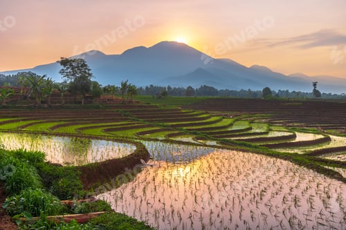 Preview: Beautiful morning view indonesia, Panorama Landscape paddy fields with beauty color and sky natural