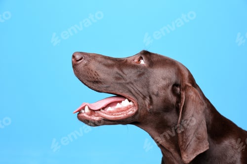 Preview: German Shorthaired Pointer dog on color background