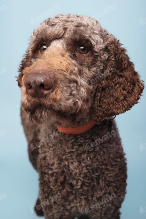 Preview: Adorable labradoodle with a red collar around its neck
